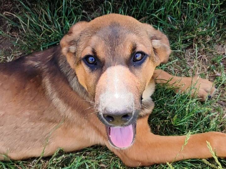 Vuoi adottare un cane a Milano?