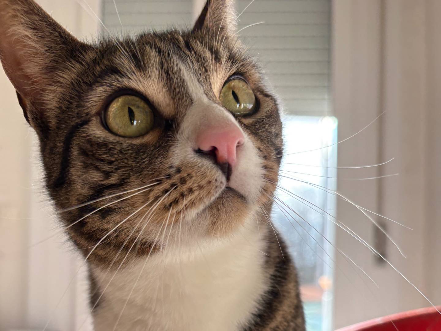 Adotta un gatto, femmina, 6 anni , Bologna