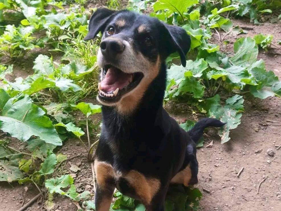 Vuoi adottare un cane a Cremona?