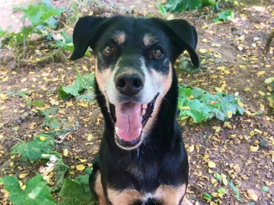 Adotta il cane REX a Cremona