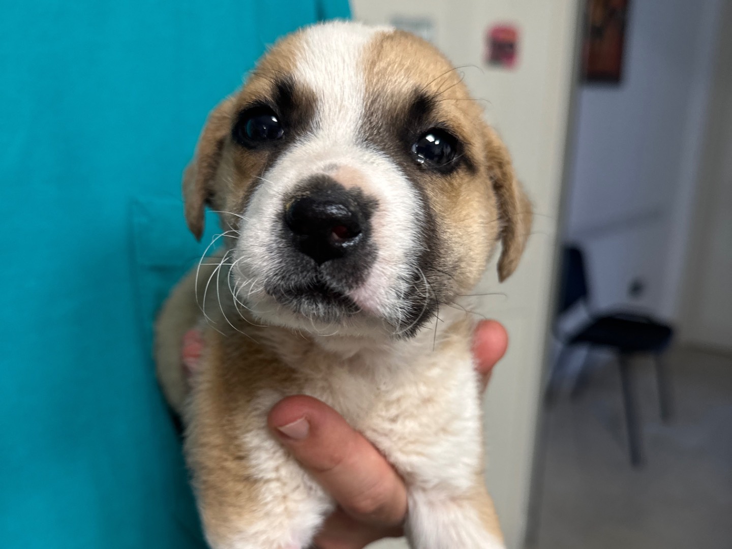 Adotta un cane, taglia media, maschio, Taranto