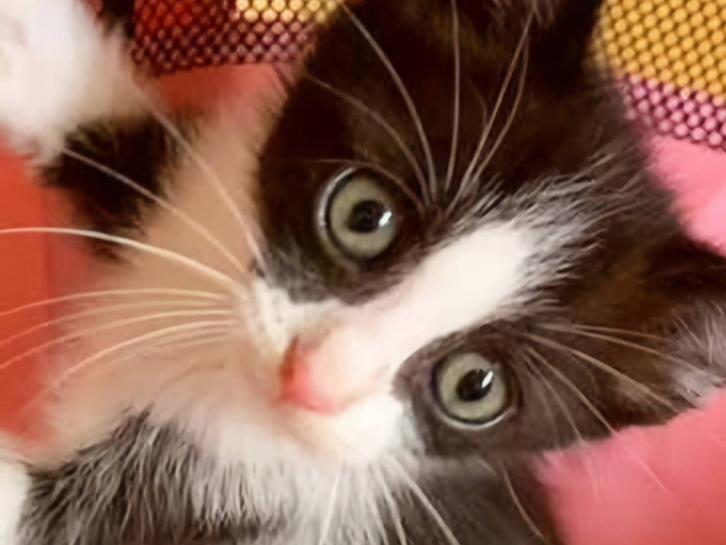 Adozione gatto, femmina, Razza sconosciuta Razza sconosciuta, 2 mesi, taglia non valida, Catanzaro