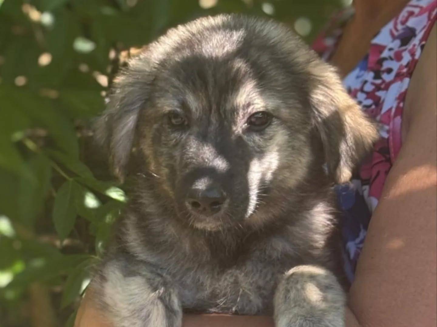 Adotta un cane, femmina, 4 mesi, Latina