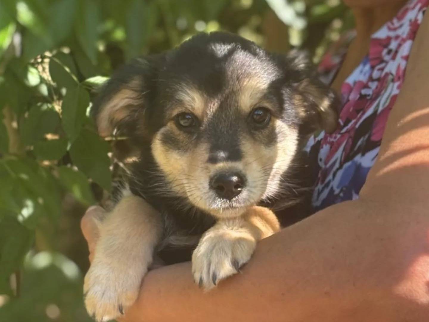 Adotta un cane, taglia media contenuta, femmina, Latina