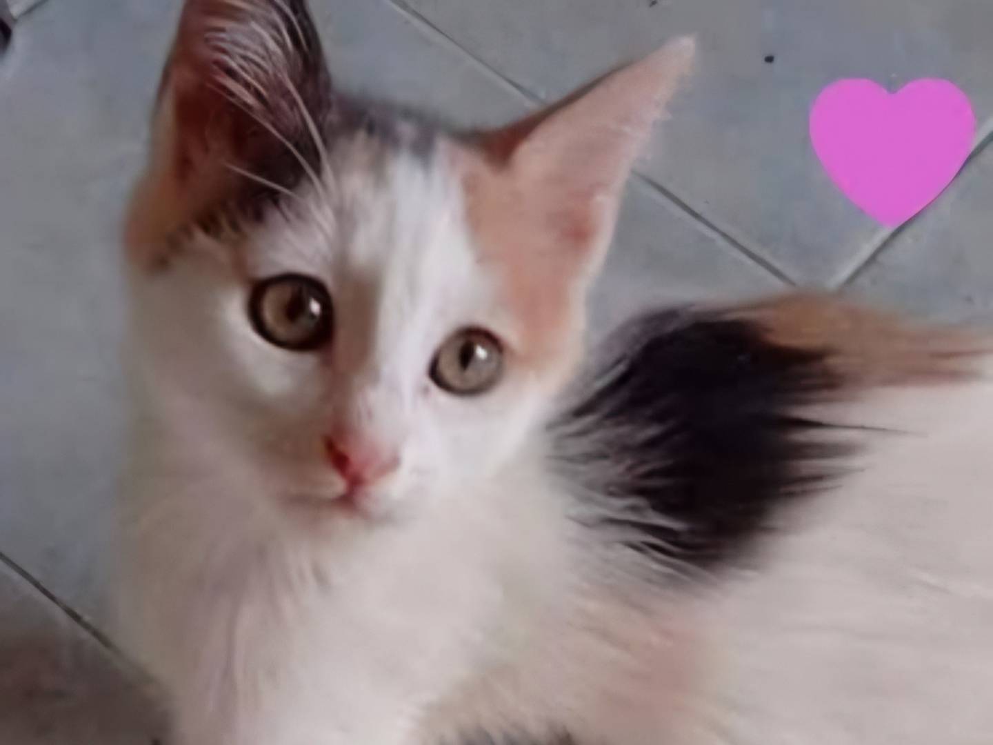 Foto dell'animale