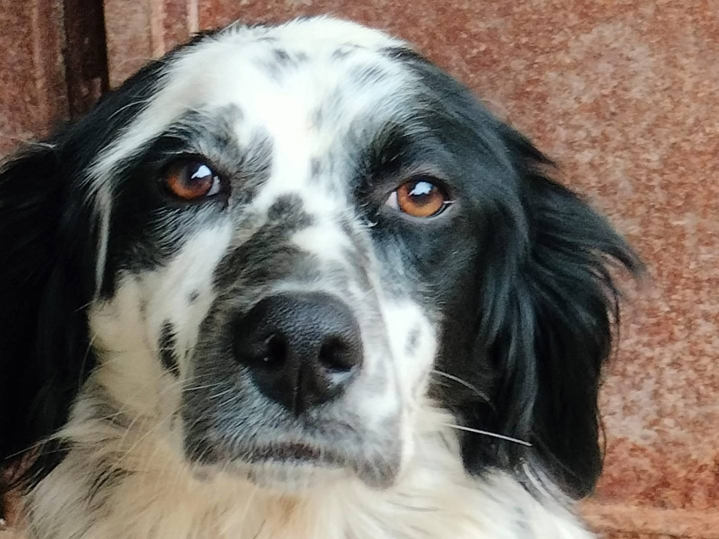Foto dell'animale