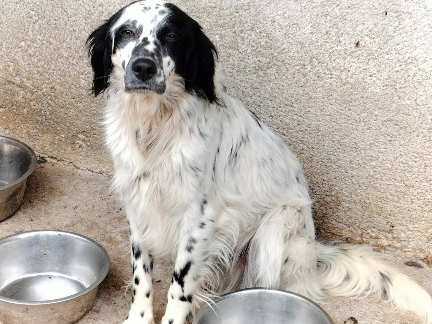 Adotta un cane, taglia media, maschio, Frosinone