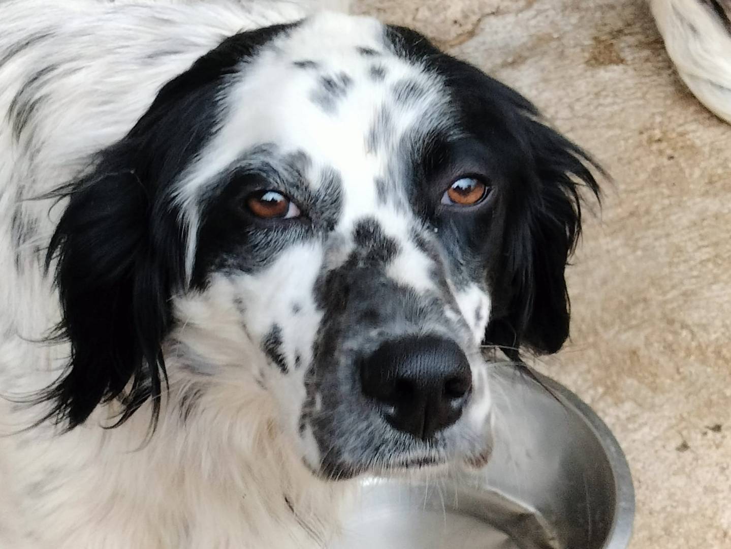 Adotta il cane APACHE a Frosinone