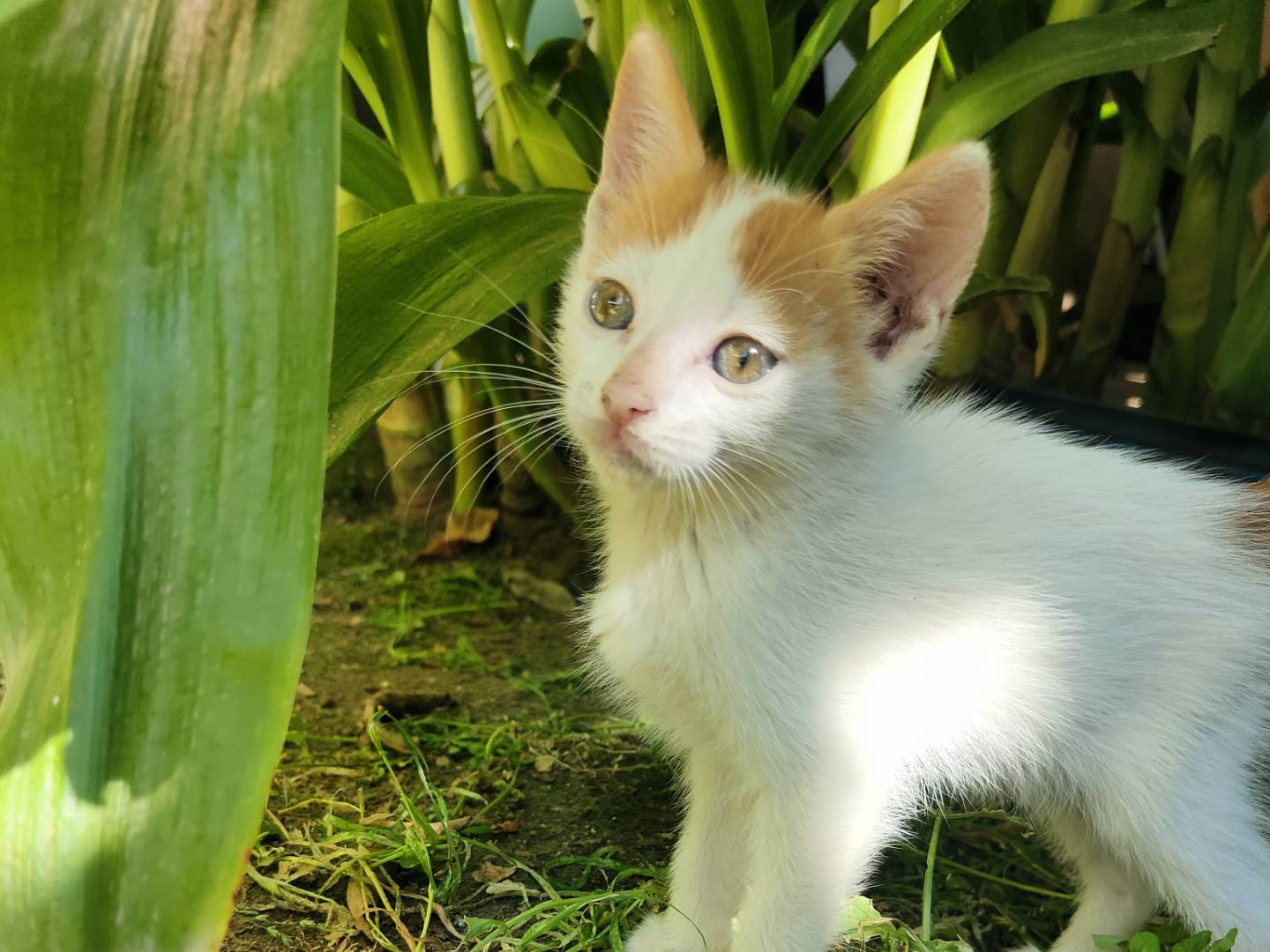 Adotta un gatto, maschio, 2 mesi, Caserta