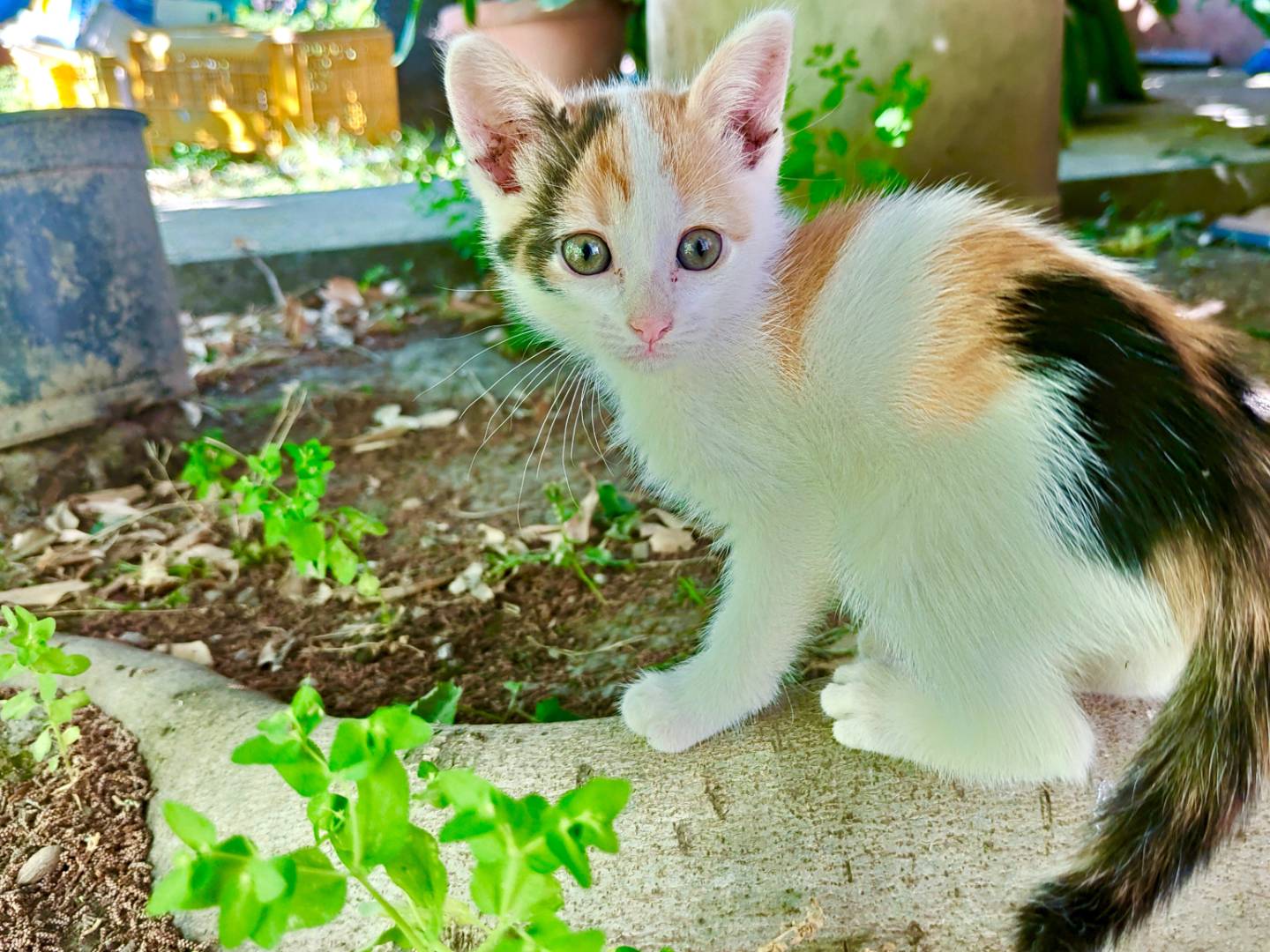 Adotta un gatto, femmina, 2 mesi, Caserta