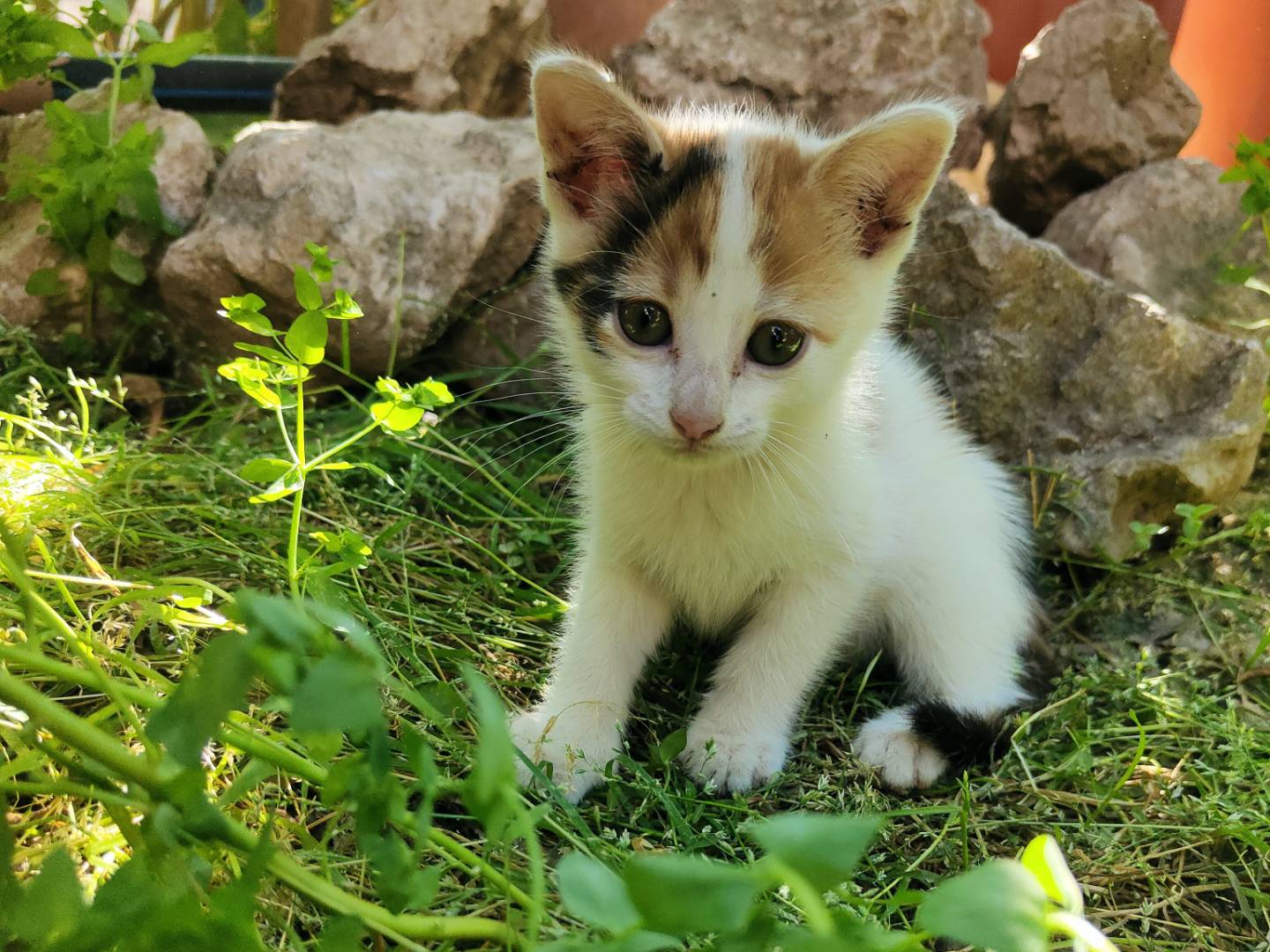Foto 3 dell'animale