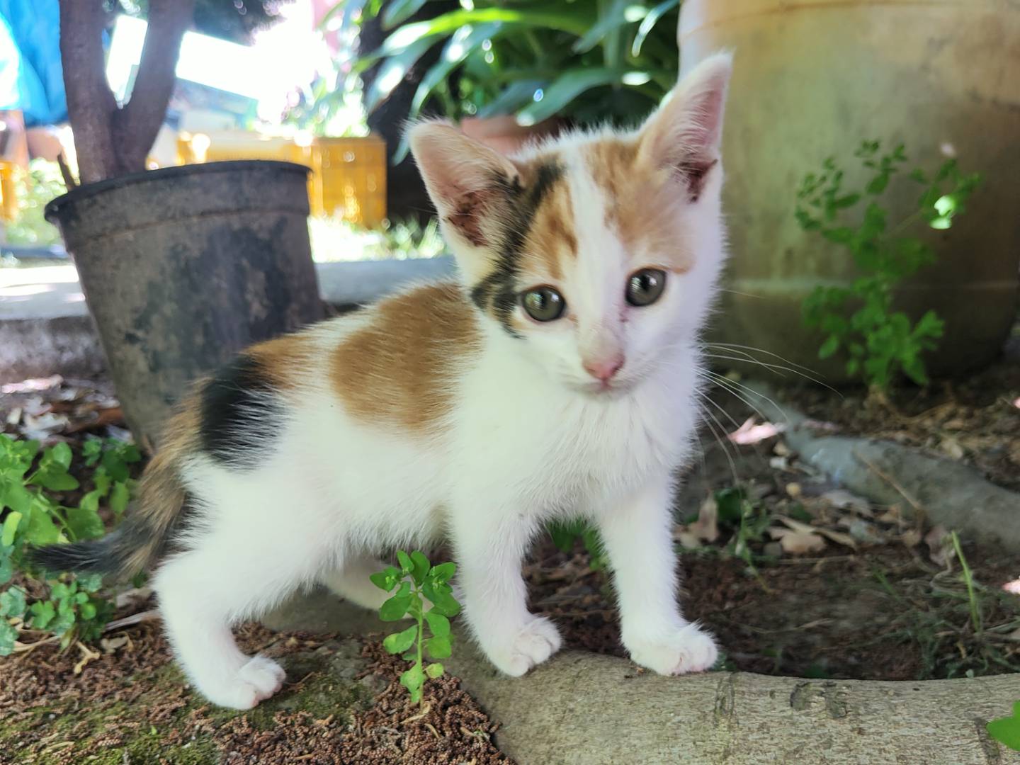 Vuoi adottare un gatto a Caserta?