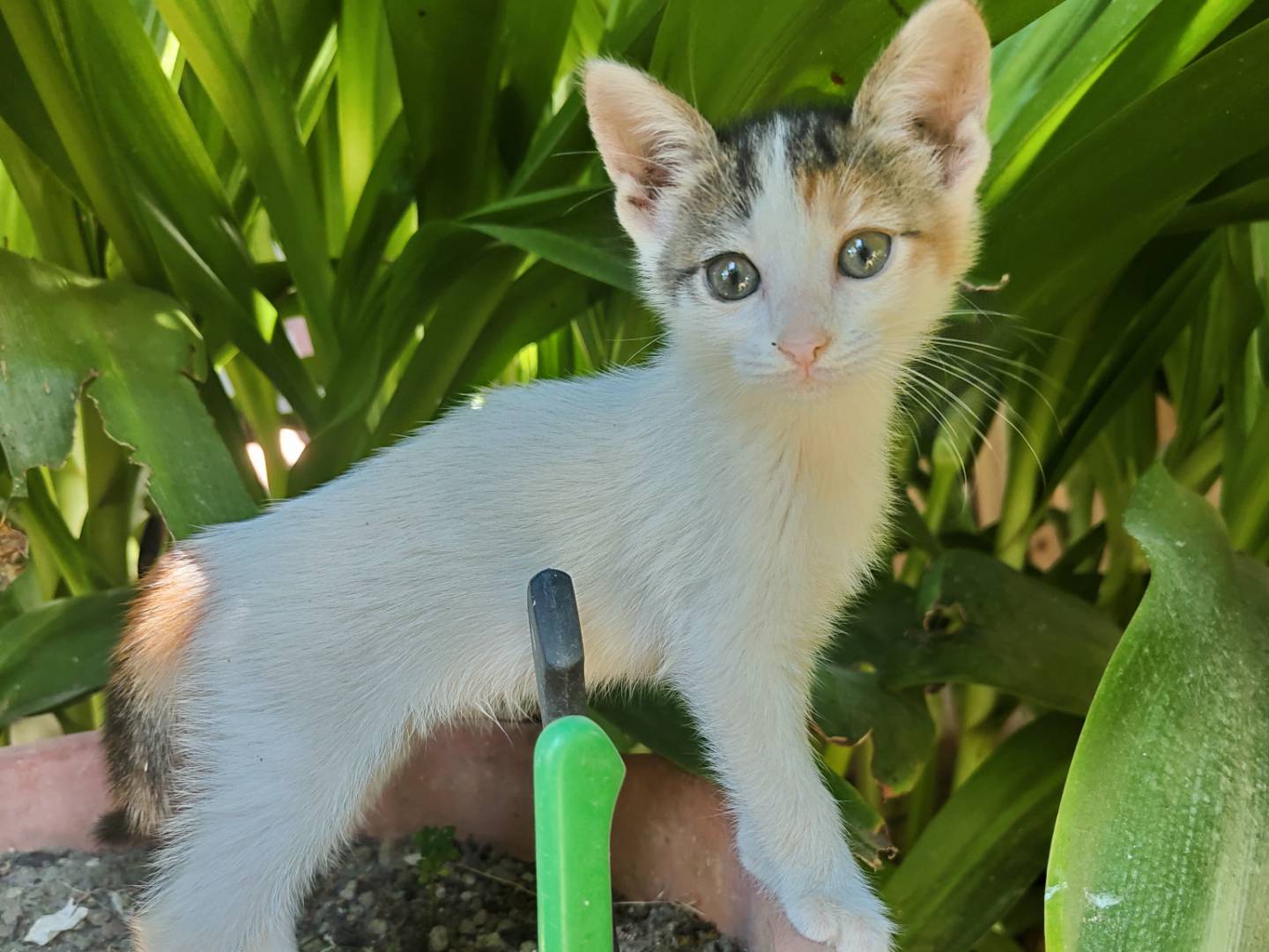 Adotta un gatto, femmina, 2 mesi, Caserta