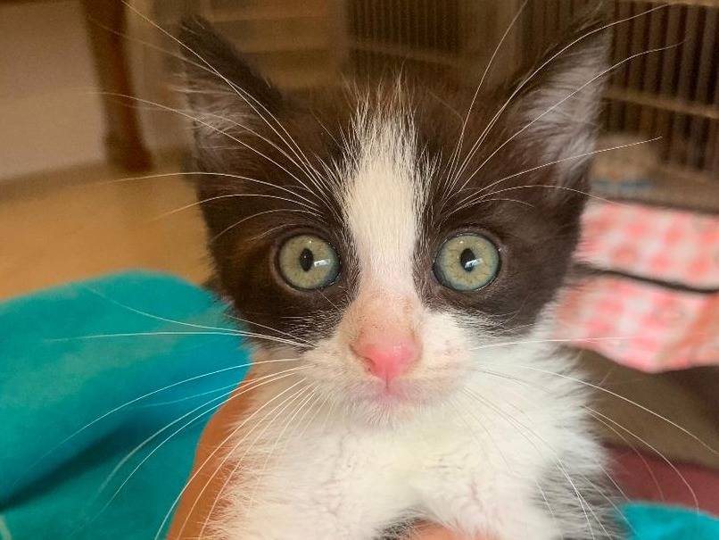 Adotta un gatto, femmina, 2 mesi, Catanzaro