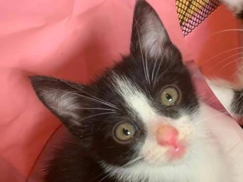 Adotta un gatto, taglia non valida, femmina, Catanzaro
