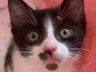 Adotta un gatto, maschio, 3 mesi, Catanzaro