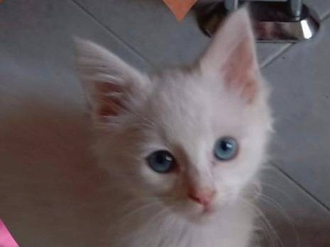 Adotta un gatto, femmina, 2 mesi, Catanzaro