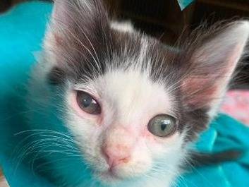 Foto 3 dell'animale
