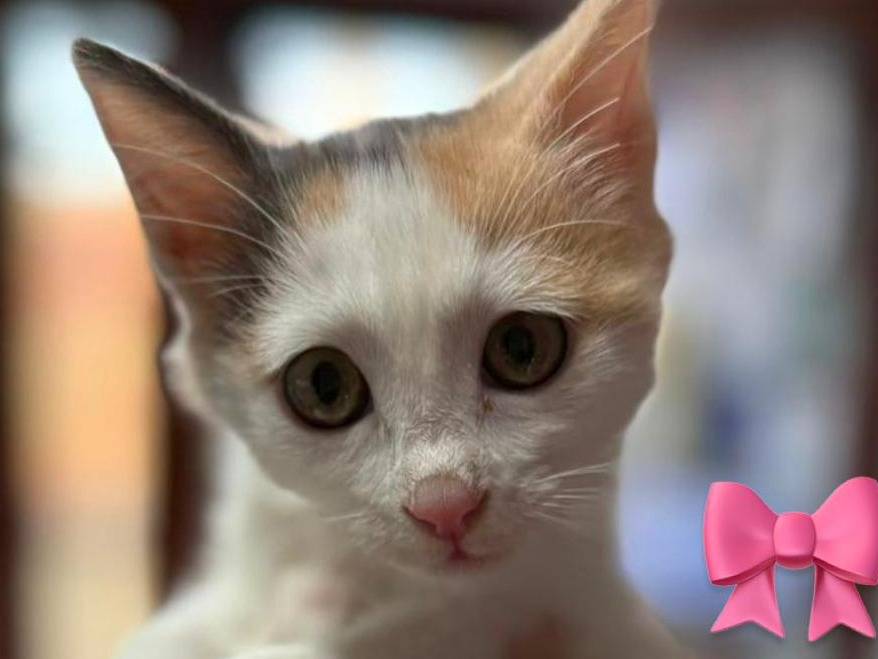Adotta un gatto, femmina, 2 mesi, Catanzaro