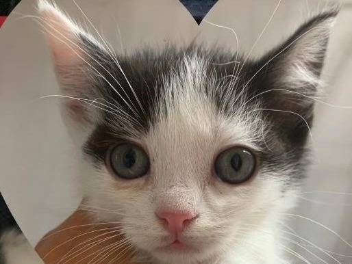 Adotta un gatto, maschio, 2 mesi, Catanzaro