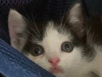 Adotta un gatto, taglia non valida, maschio, Catanzaro
