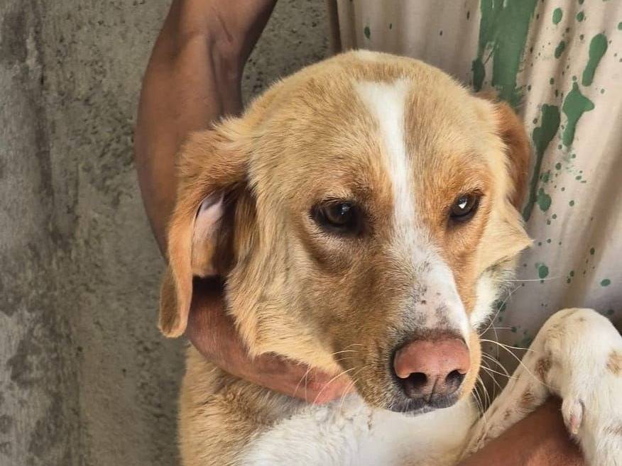 Adozione cane, femmina, Razza sconosciuta Razza sconosciuta, 2 anni e 1 mese, taglia media, Crotone