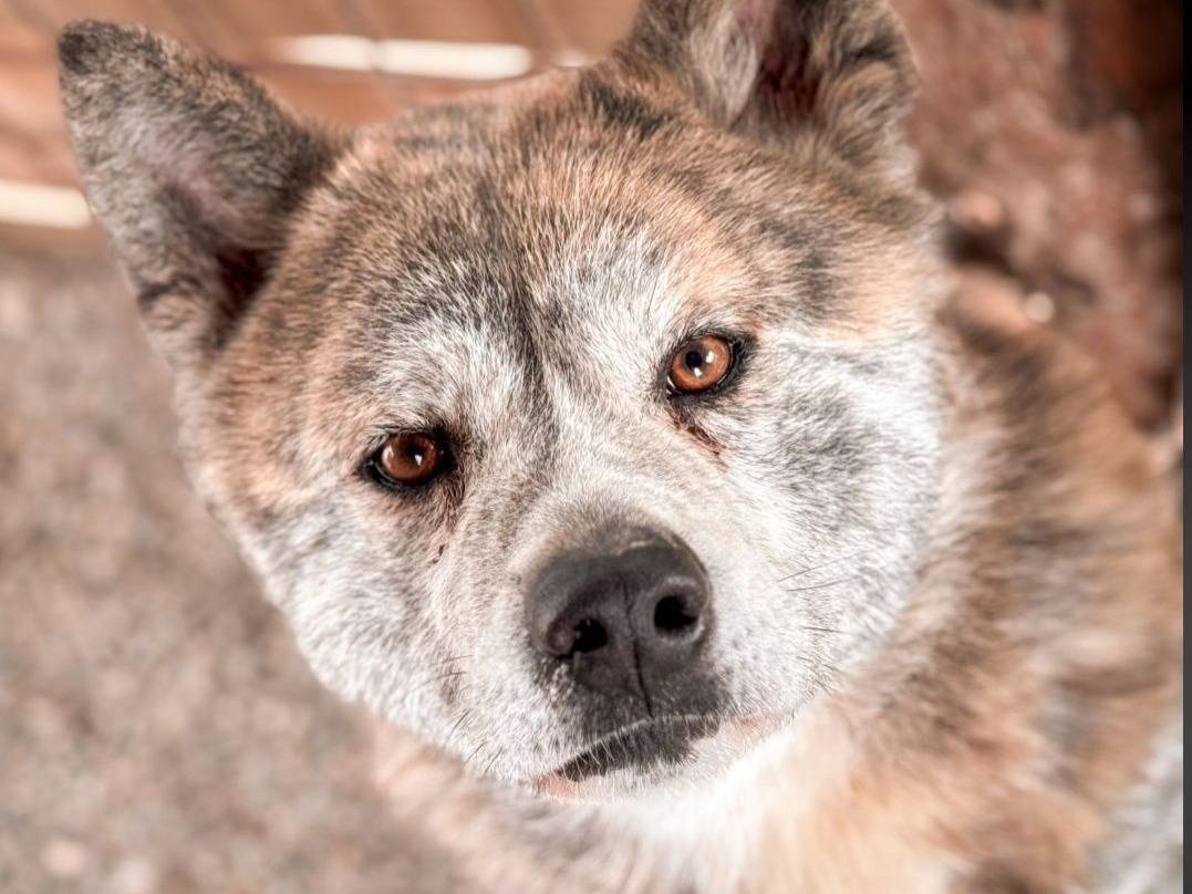 Adozione cane, maschio, Akita Razza sconosciuta, 2 anni e 1 mese, taglia grande, Crotone