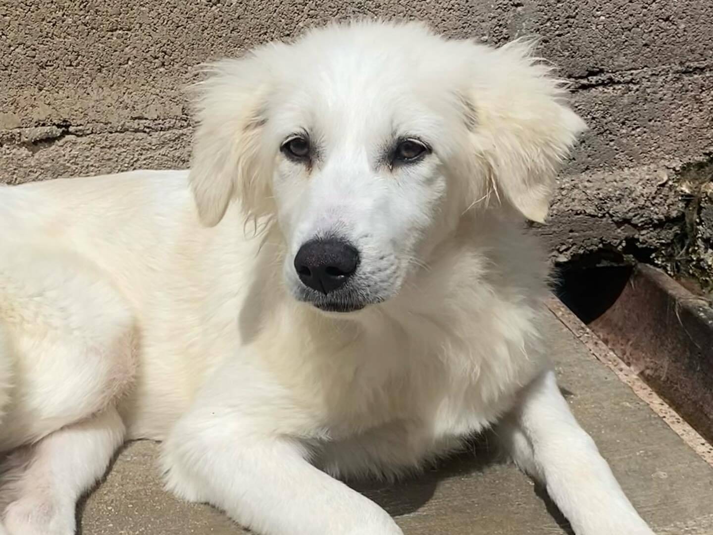Adotta un cane, femmina, 7 mesi, Latina