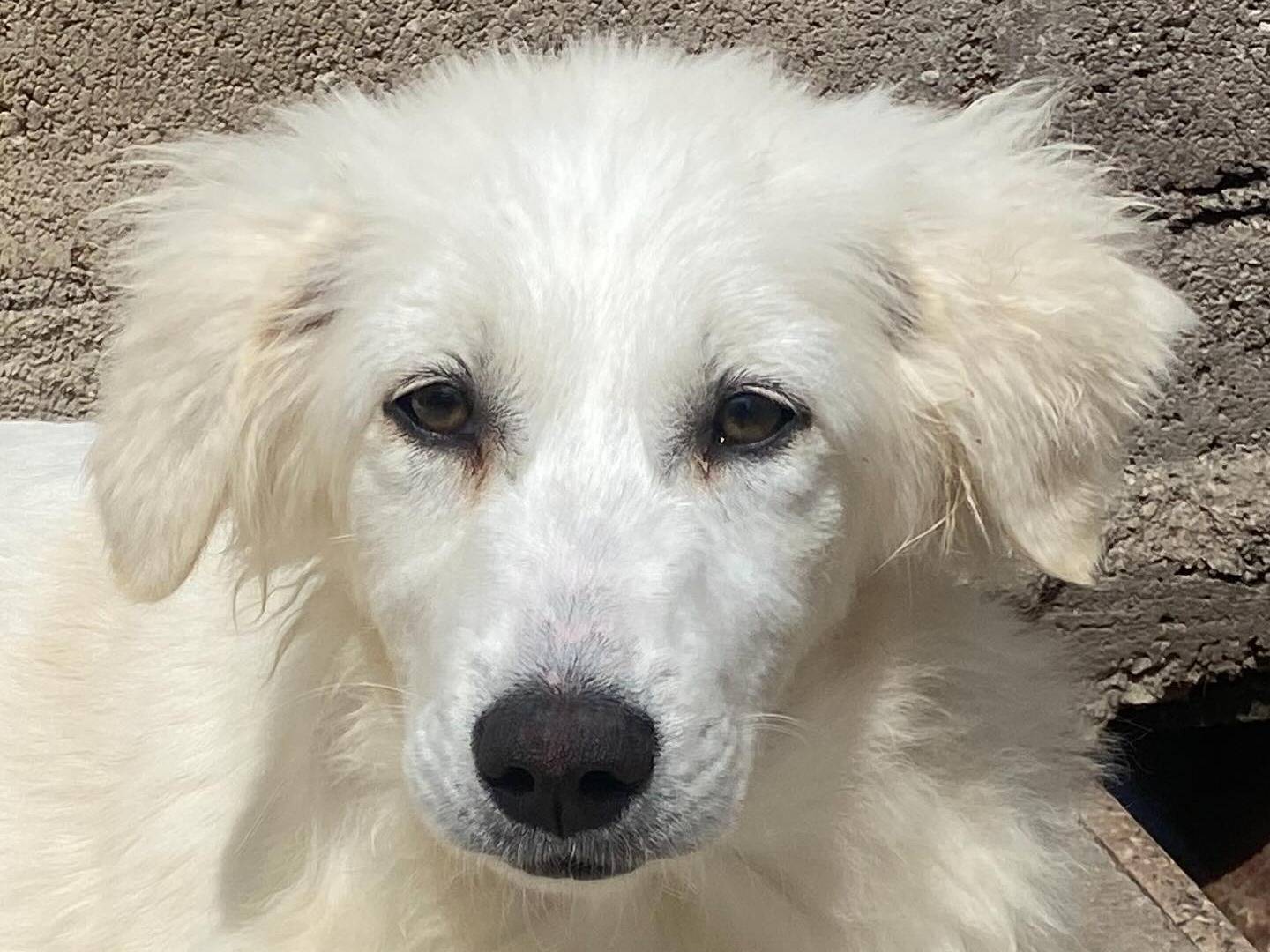 Vuoi adottare un cane a Latina?