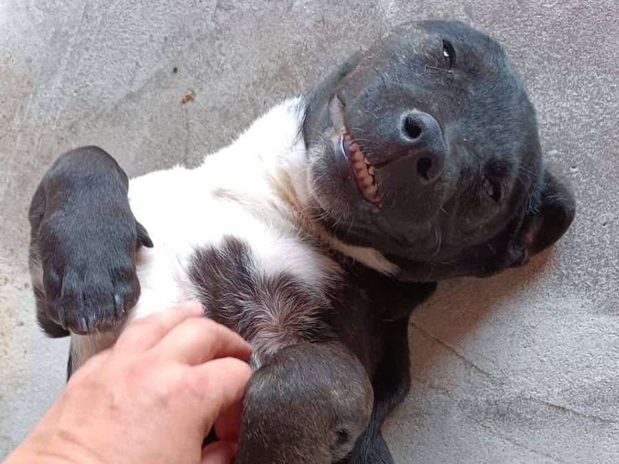 Adotta un cane, maschio, 4 mesi, Latina