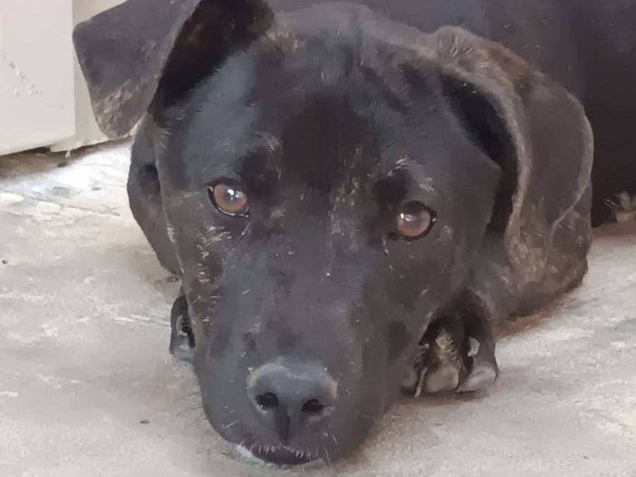 Adotta il cane MAURETTO a Latina