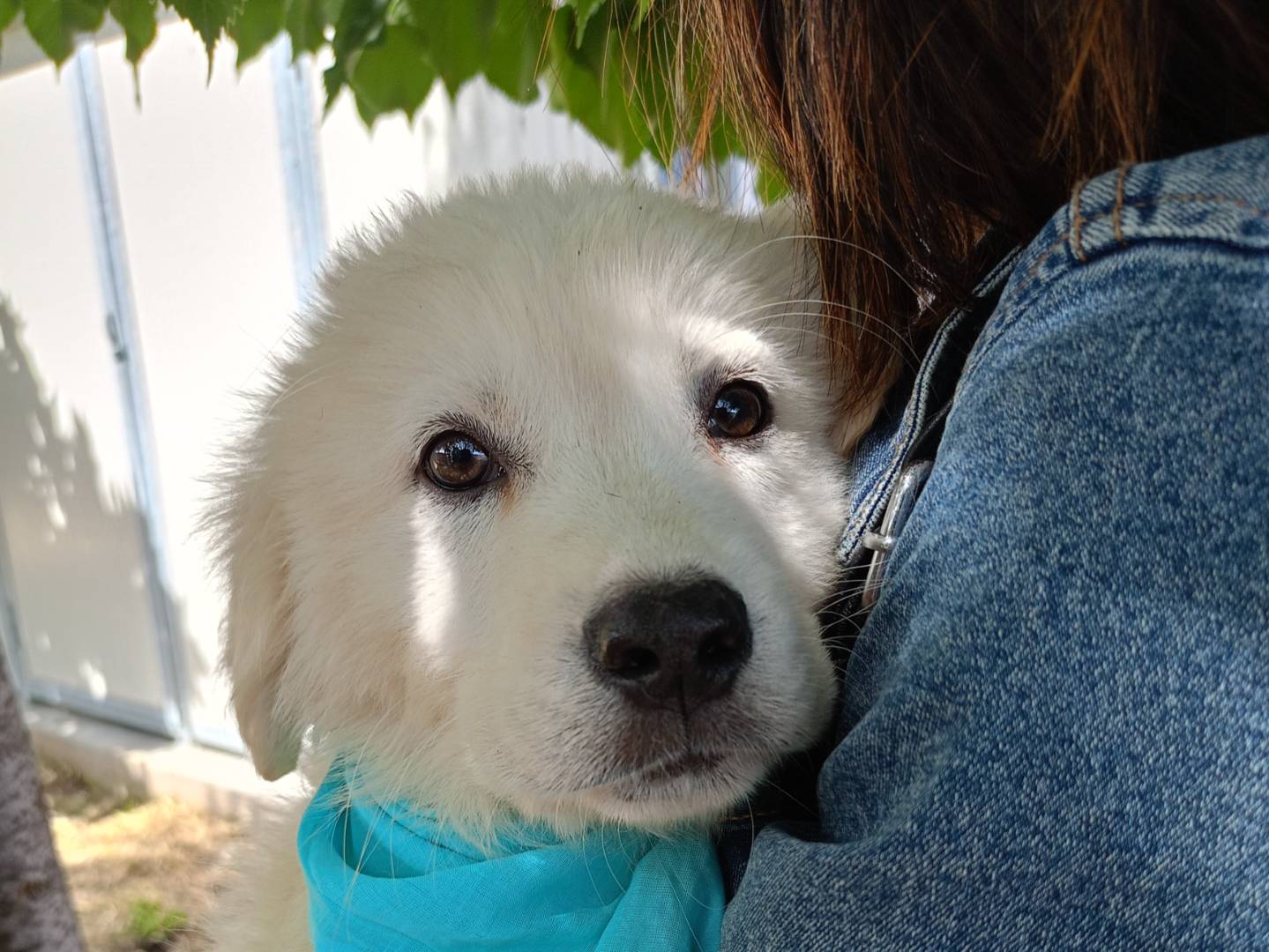 Foto dell'animale
