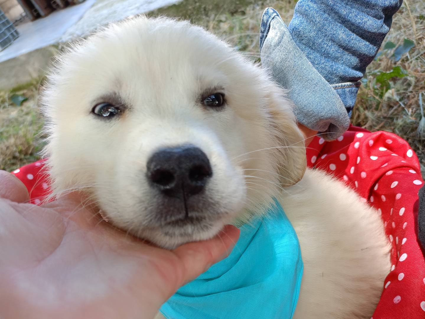 Adotta un cane, maschio, 3 mesi, Cosenza