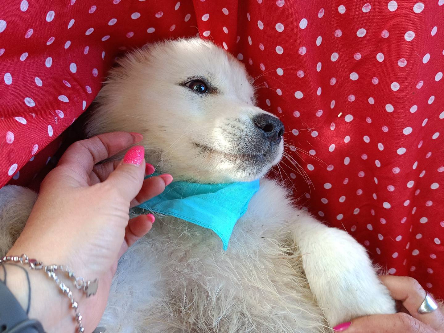Vuoi adottare un cane a Cosenza?