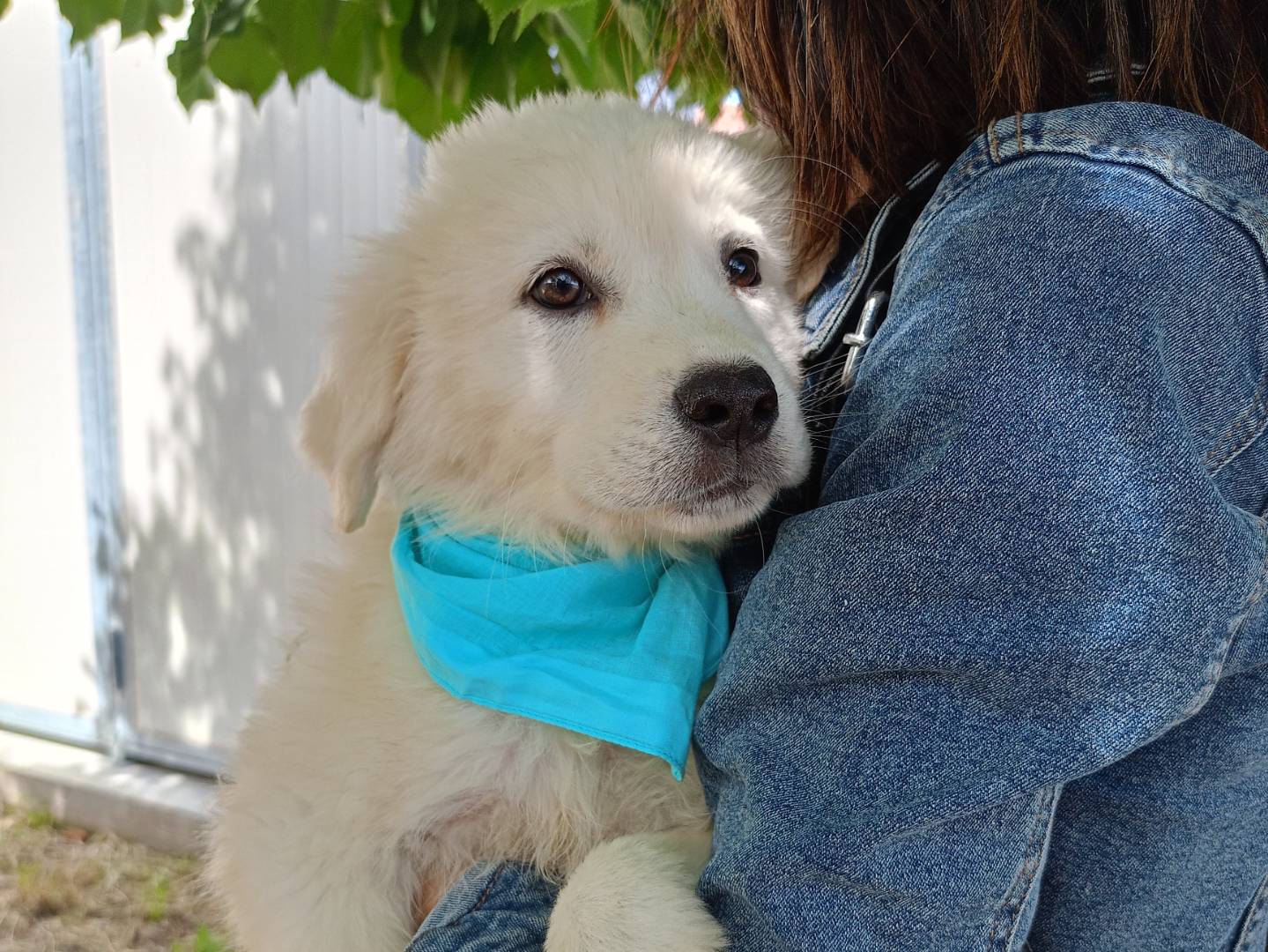 Adotta il cane Erik a Cosenza