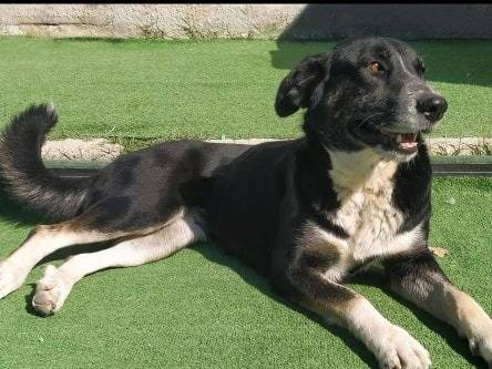 Adotta un cane, femmina, 6 anni  e 10 mesi , Teramo