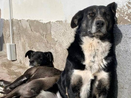 Adotta un cane, taglia media, femmina, Teramo
