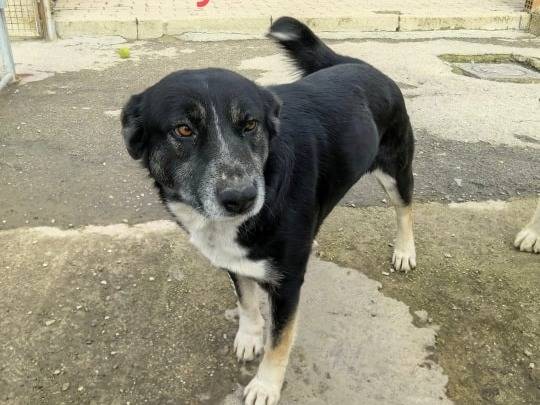 Vuoi adottare un cane a Teramo?