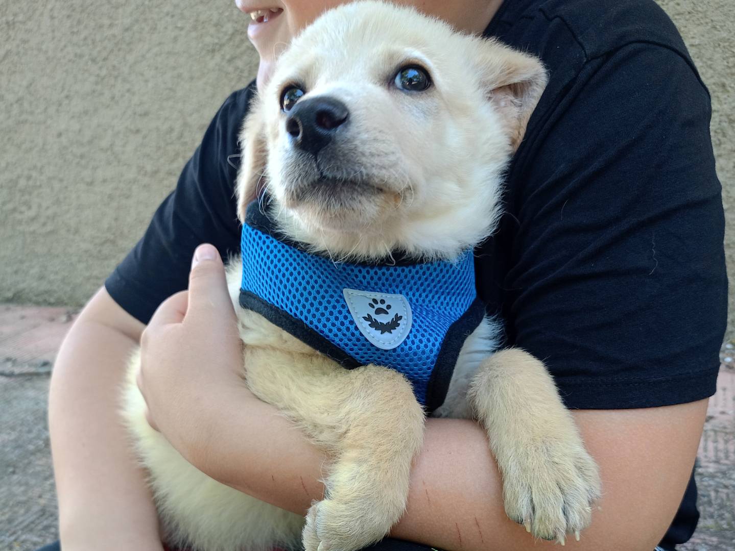 Vuoi adottare un cane a Cosenza?