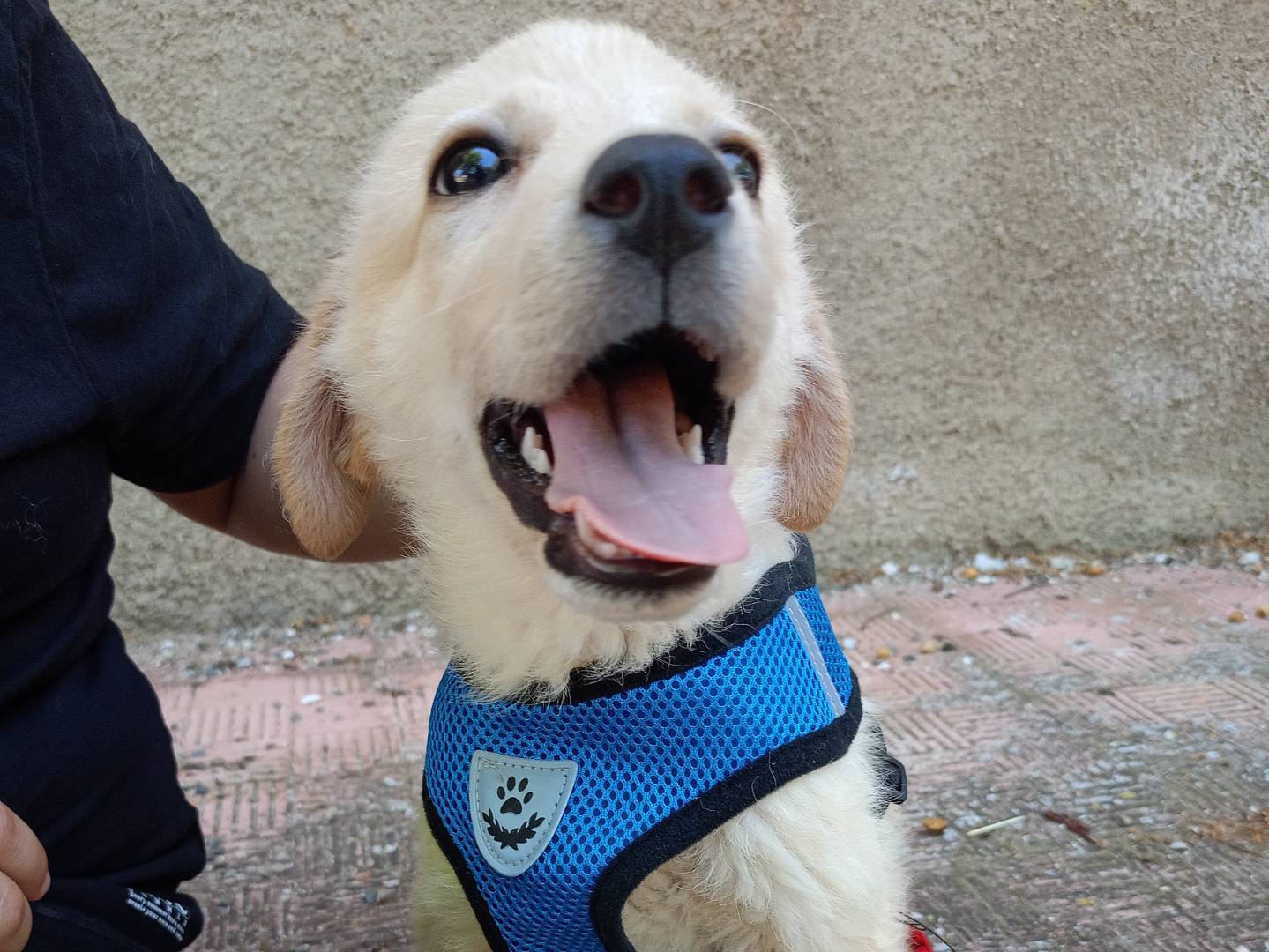 Adotta il cane Toby a Cosenza