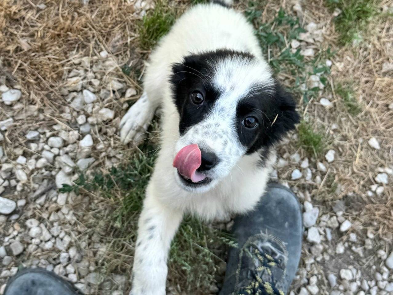 Adotta un cane, femmina, 2 mesi, Teramo