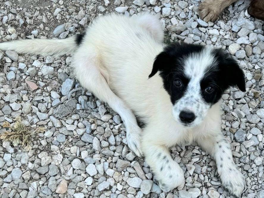 Vuoi adottare un cane a Teramo?