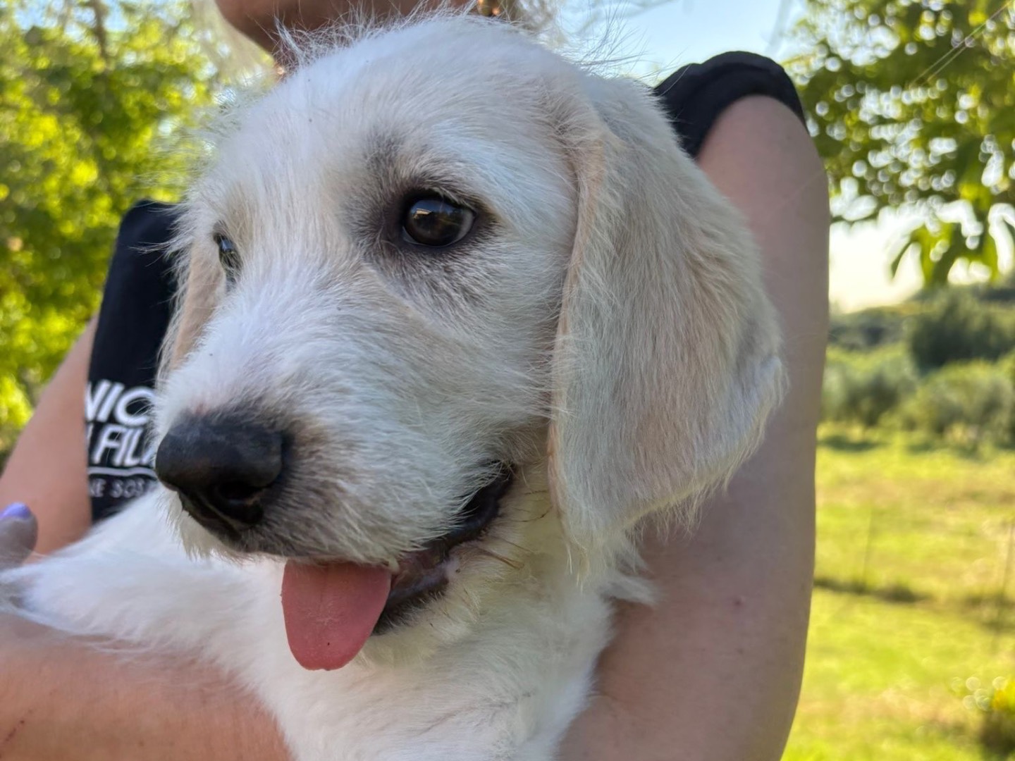 Adozione cane, maschio, Razza sconosciuta Razza sconosciuta, 1 mesi, taglia media contenuta, Savona