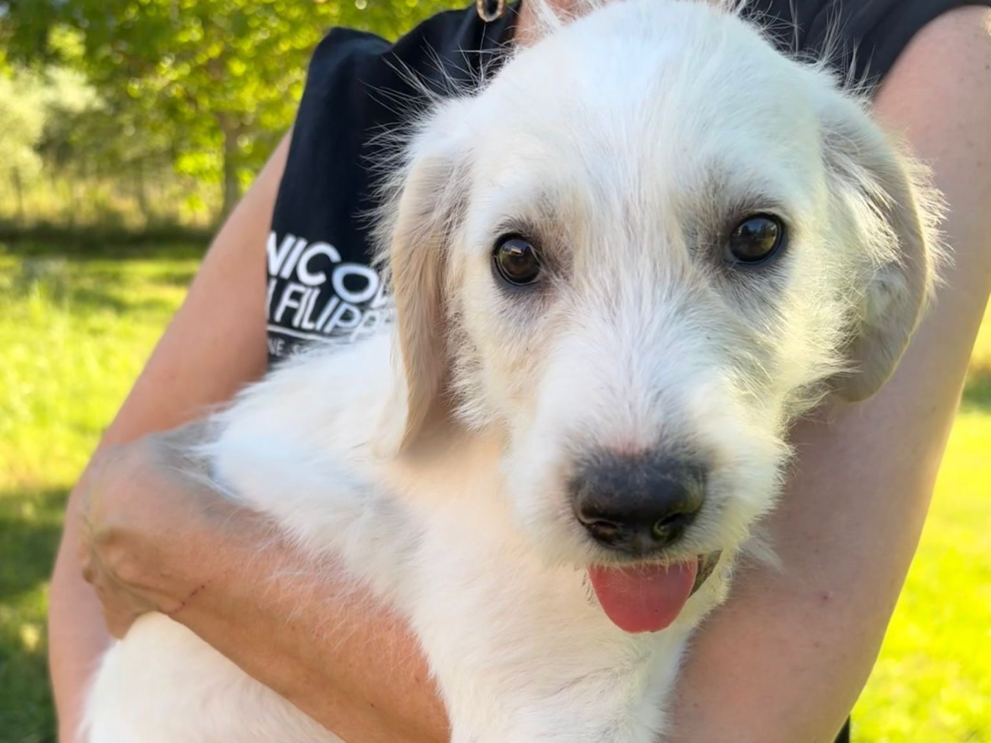 Adotta un cane, maschio, 1 mesi, Savona