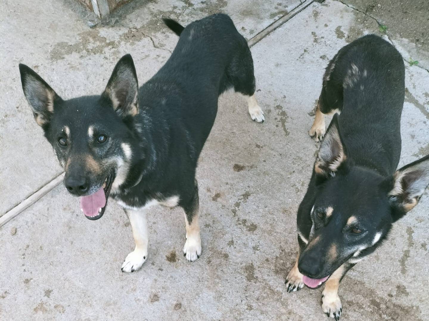 Adotta un cane, femmina, 2 anni , Bologna