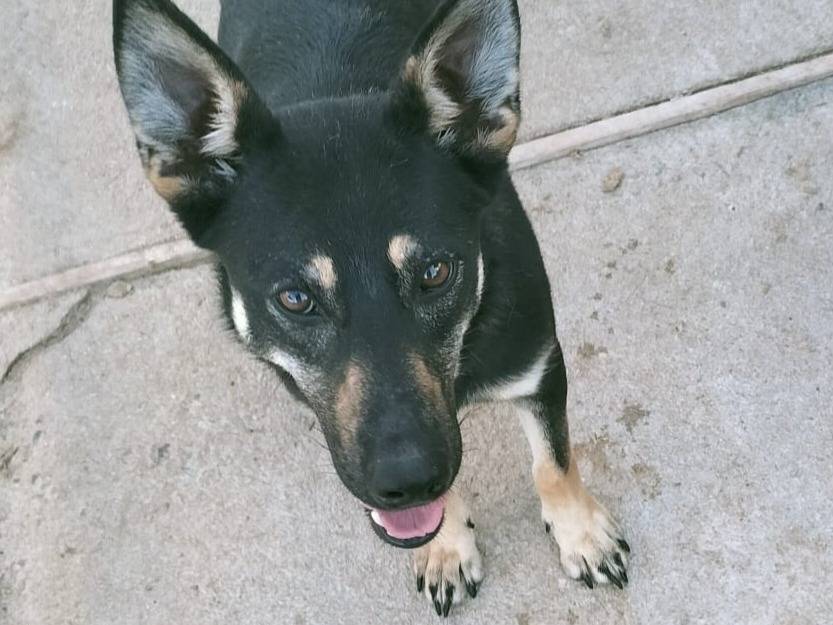 Adotta un cane, taglia media, femmina, Bologna