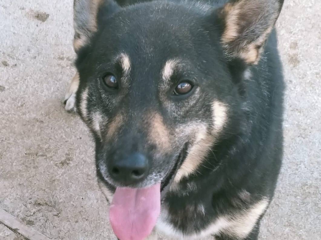 Vuoi adottare un cane a Bologna?