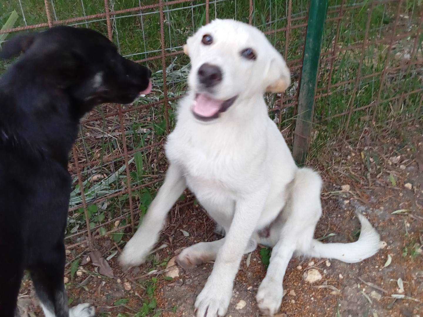 Vuoi adottare un cane a Frosinone?