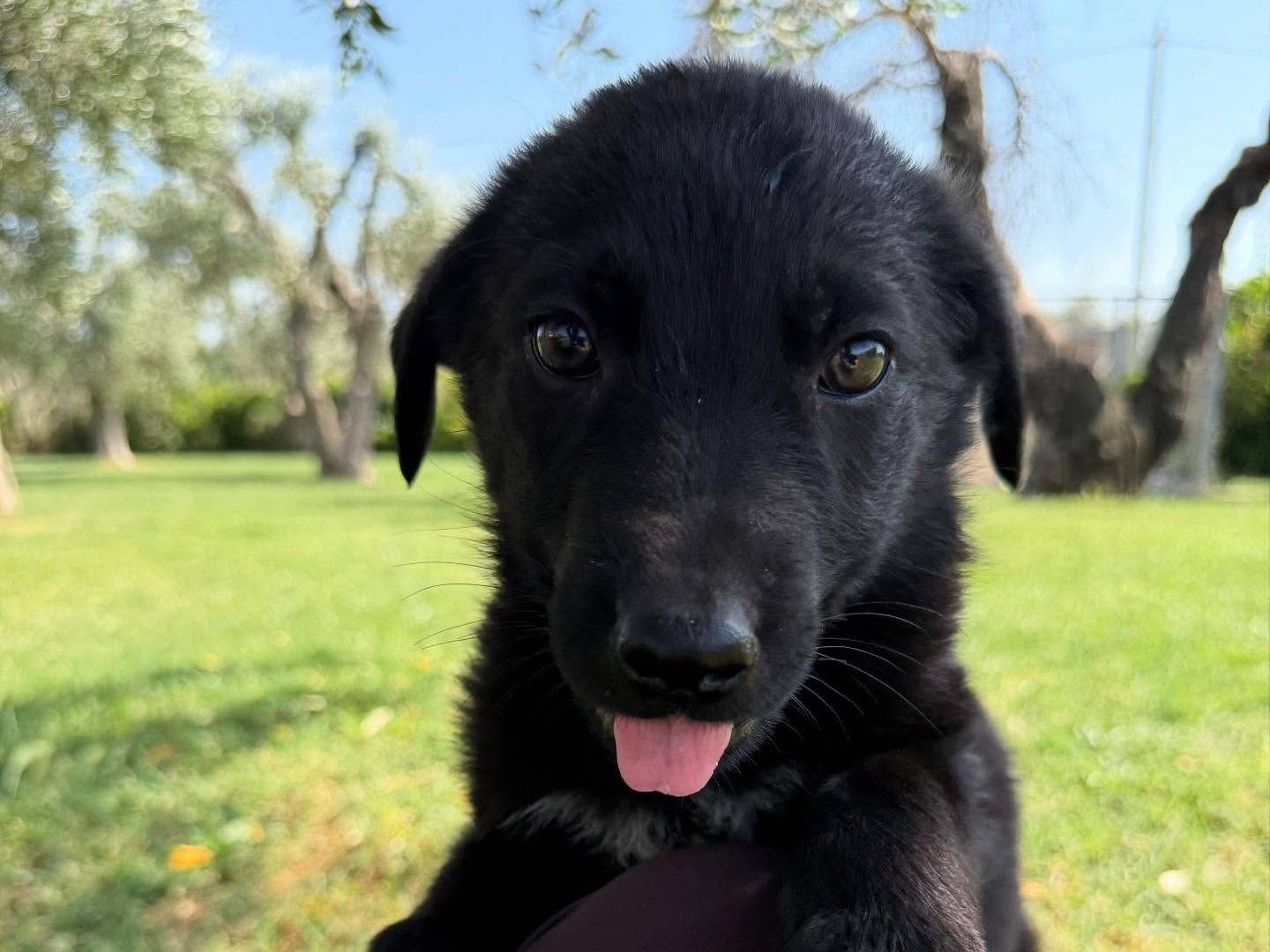 Vuoi adottare un cane a Matera?