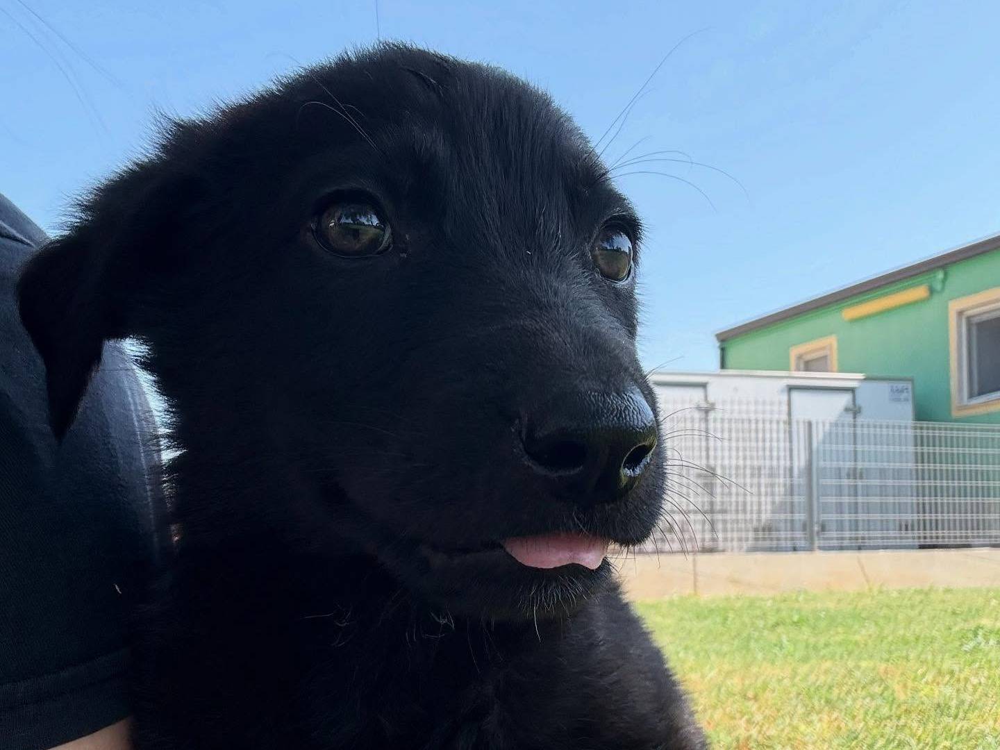 Adotta il cane Enea a Matera